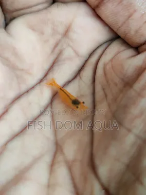 Orange shrimp