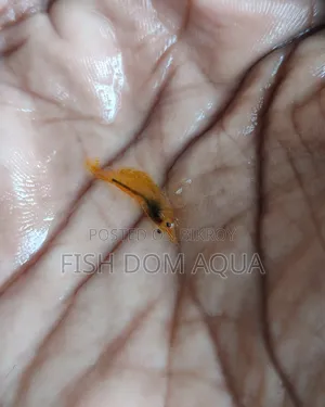 Orange shrimp