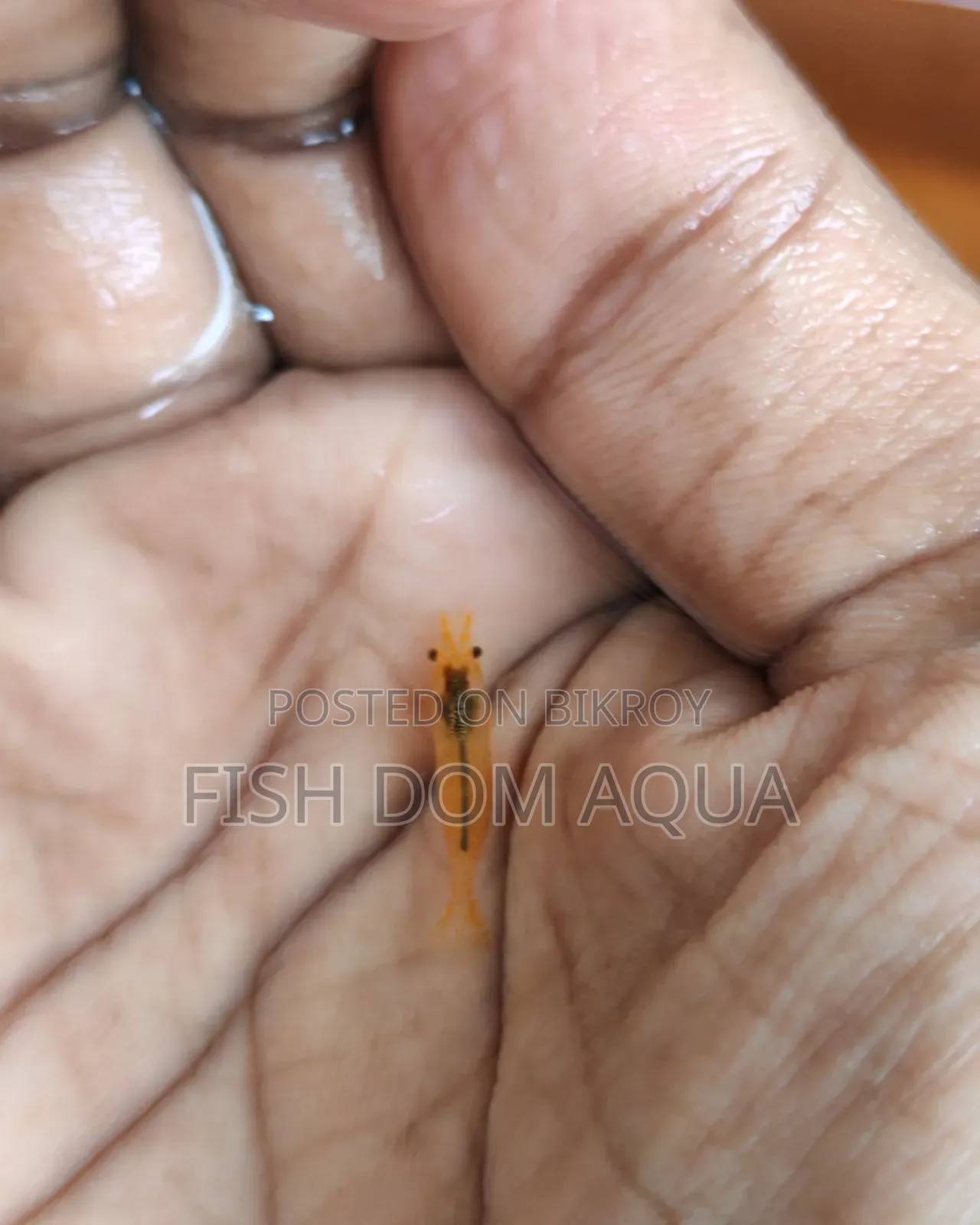 Orange shrimp
