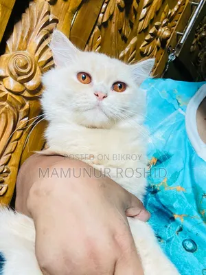 6-12 Months Male Purebred Persian