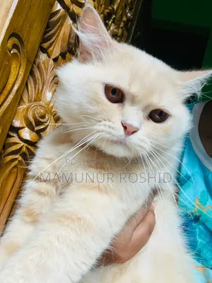 6-12 Months Male Purebred Persian