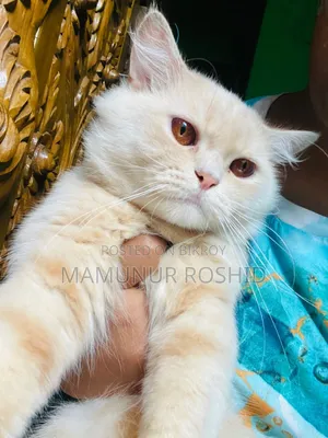 6-12 Months Male Purebred Persian