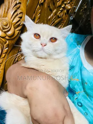 6-12 Months Male Purebred Persian