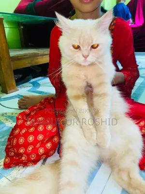 6-12 Months Male Purebred Persian