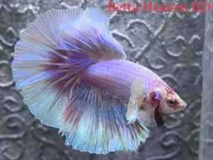 Elephant Ear / Dumboear Betta