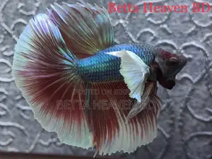 Elephant Ear / Dumboear Betta