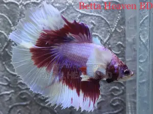 Elephant Ear / Dumboear Betta