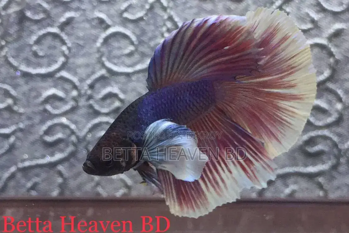 Elephant Ear / Dumboear Betta
