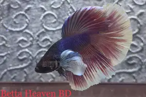 Elephant Ear / Dumboear Betta