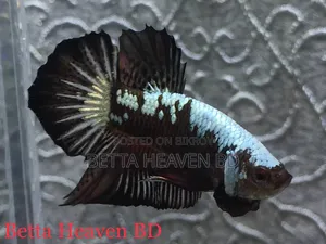 Black Samurai Betta
