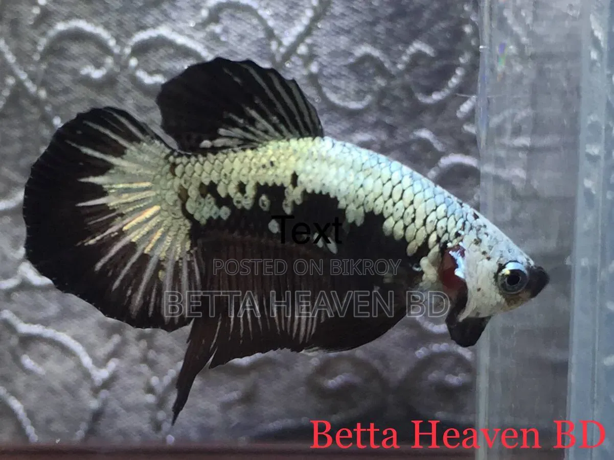 Black Samurai Betta