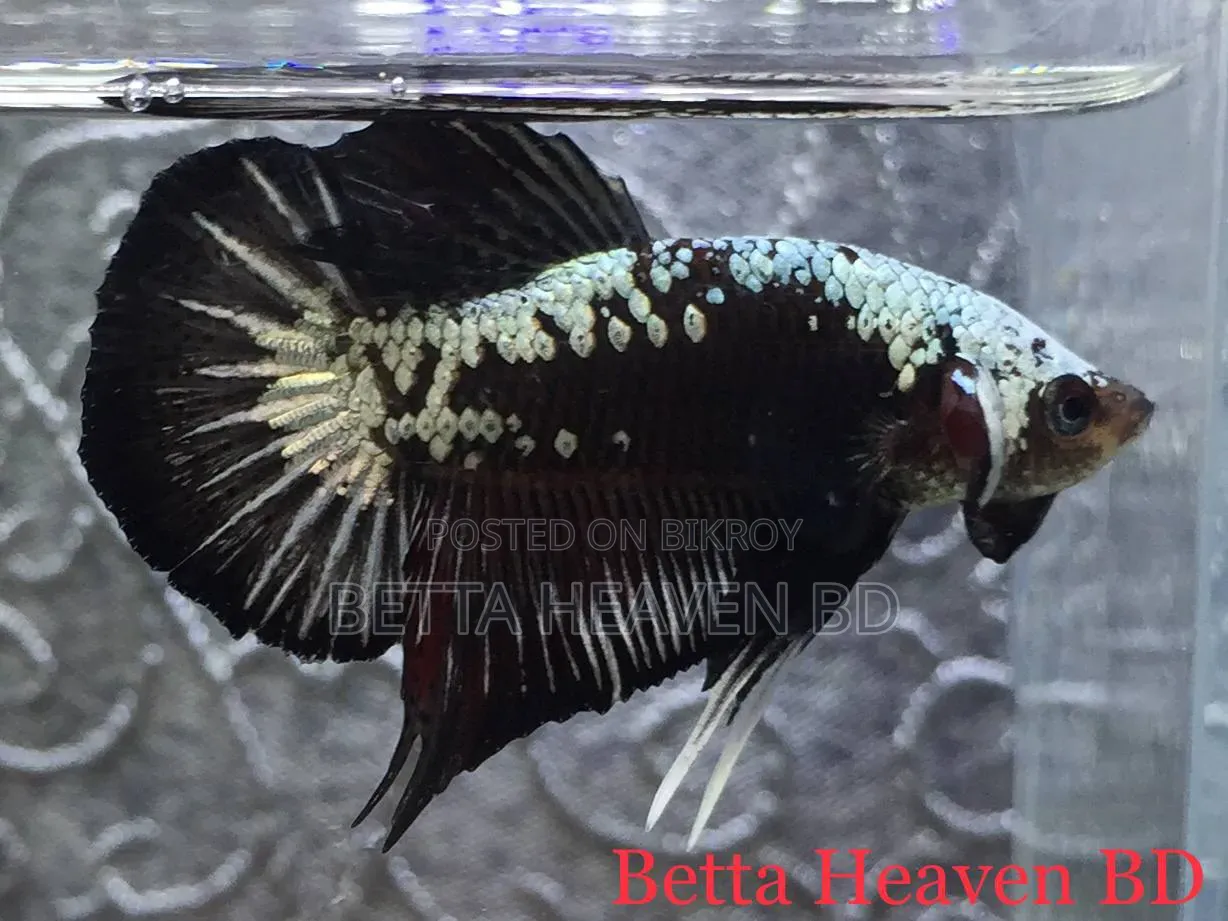 Black Samurai Betta
