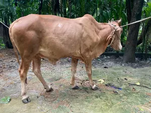 শাহিয়াল গরু
