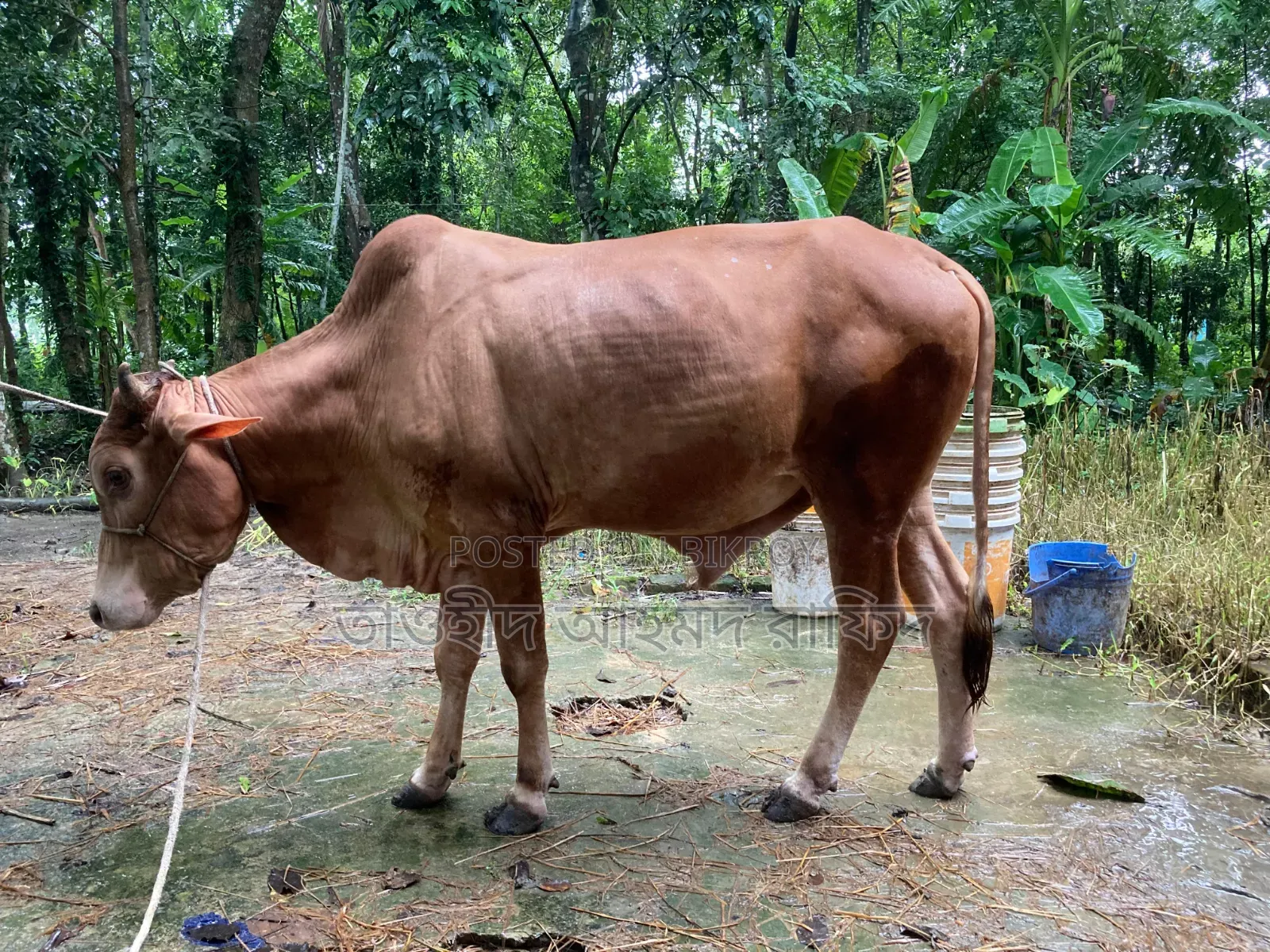 শাহিয়াল গরু
