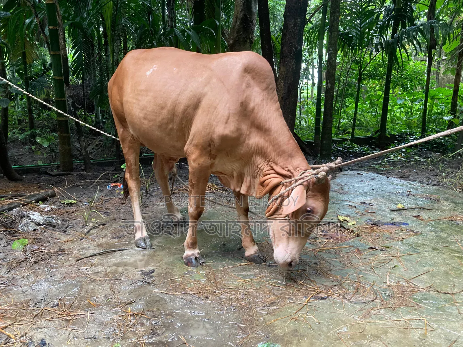 শাহিয়াল গরু