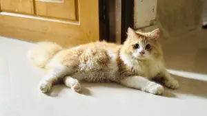 ৩-৬ মাসের পুরুষ খাঁটি পার্সিয়ান বিড়াল