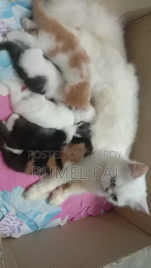 1-3 Months Male Purebred Persian