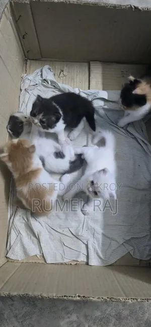 1-3 Months Male Purebred Persian