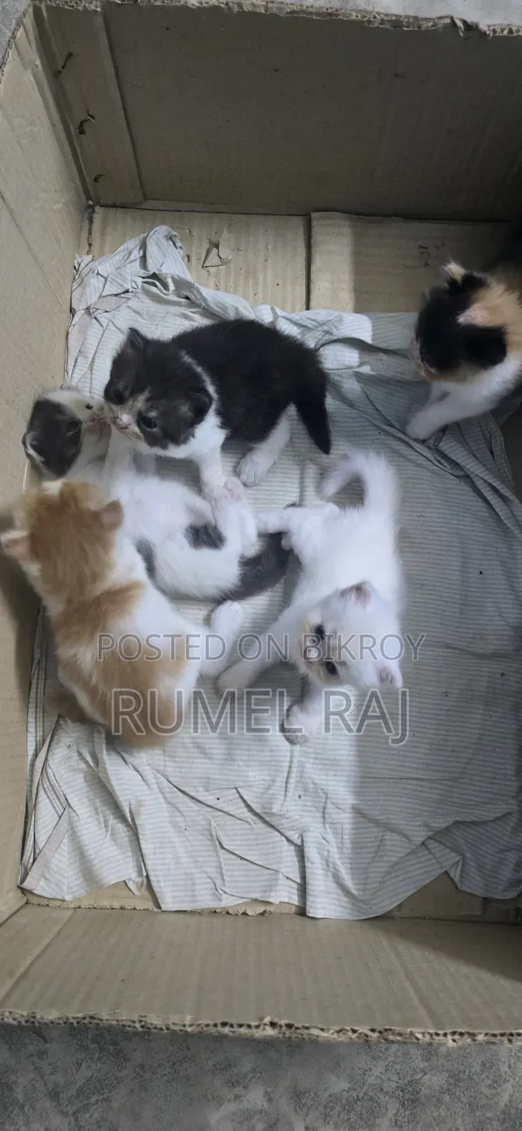 1-3 Months Male Purebred Persian