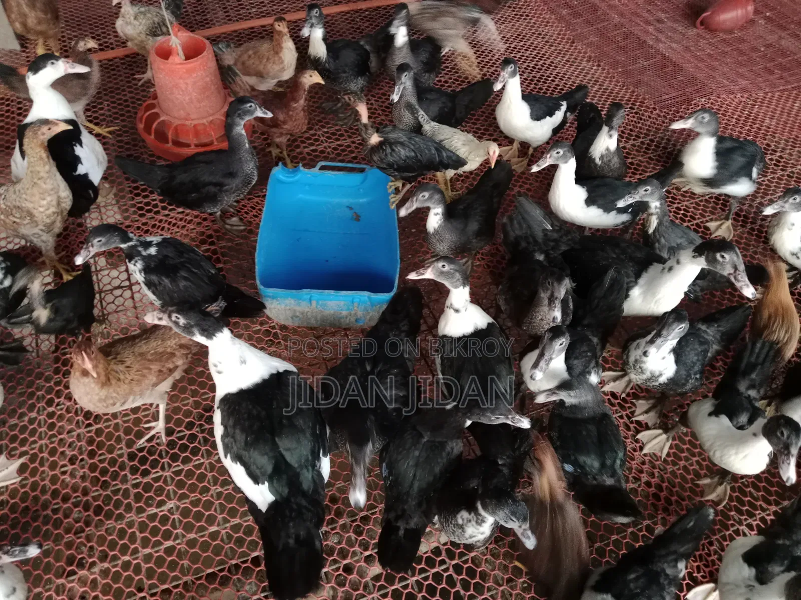 ভ্যাকসিন করা সিনা হাঁস