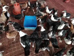 Vaccinated China Duck