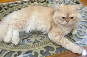 1+ year Male Purebred Persian Cat