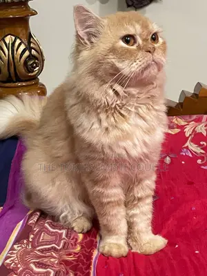 1+ year Male Purebred Persian Cat