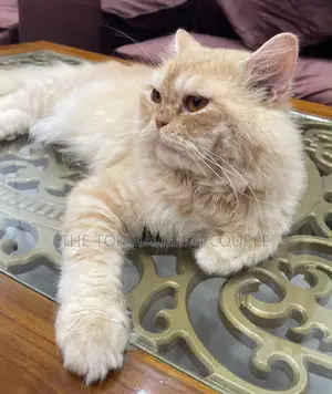1+ year Male Purebred Persian Cat