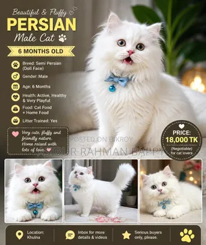 3-6 Months Male Purebred Persian