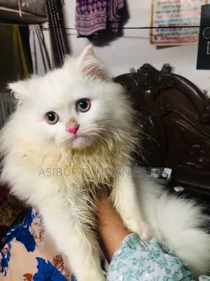 3-6 Months Male Purebred Persian