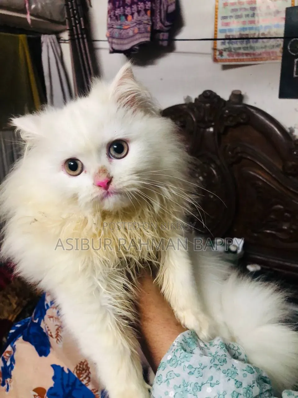 3-6 Months Male Purebred Persian