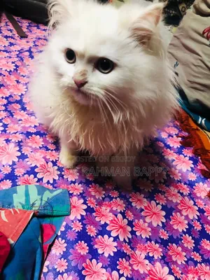 3-6 Months Male Purebred Persian