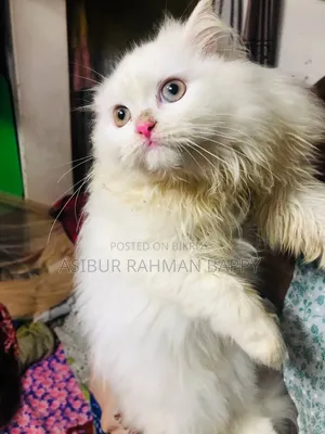 3-6 Months Male Purebred Persian