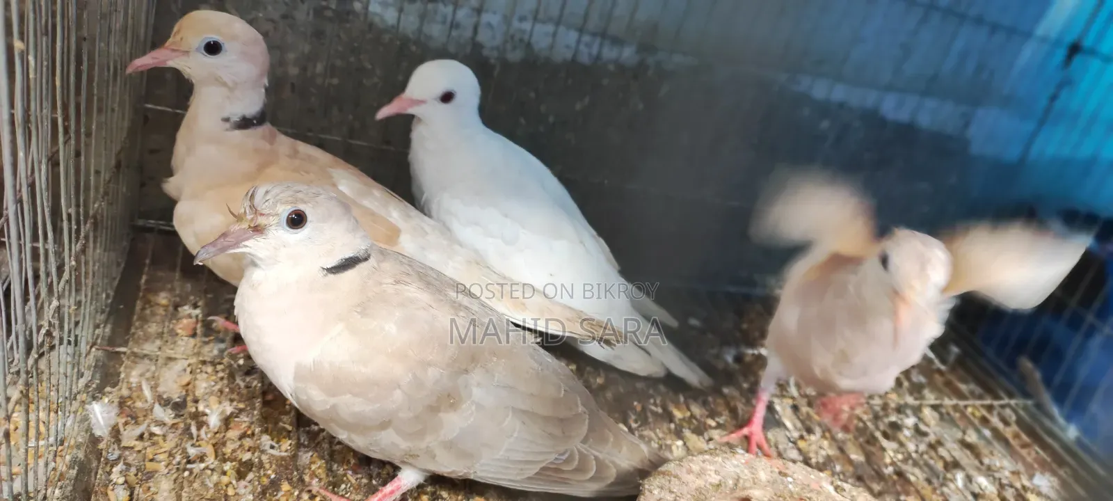 3 জোড়া বড় রানিং 2 জোড়া বাচ্চা ঘুঘু আছে