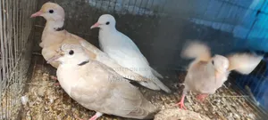 3 pairs of adult running and 2 pairs of baby doves available