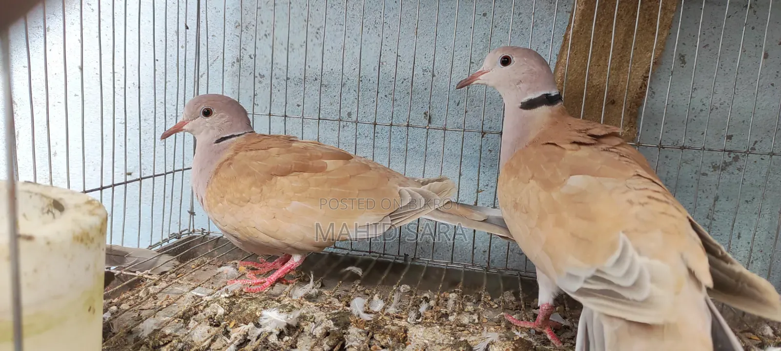 3 জোড়া বড় রানিং 2 জোড়া বাচ্চা ঘুঘু আছে