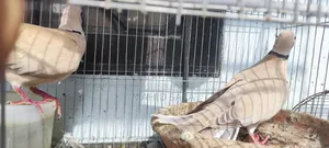 3 জোড়া বড় রানিং 2 জোড়া বাচ্চা ঘুঘু আছে