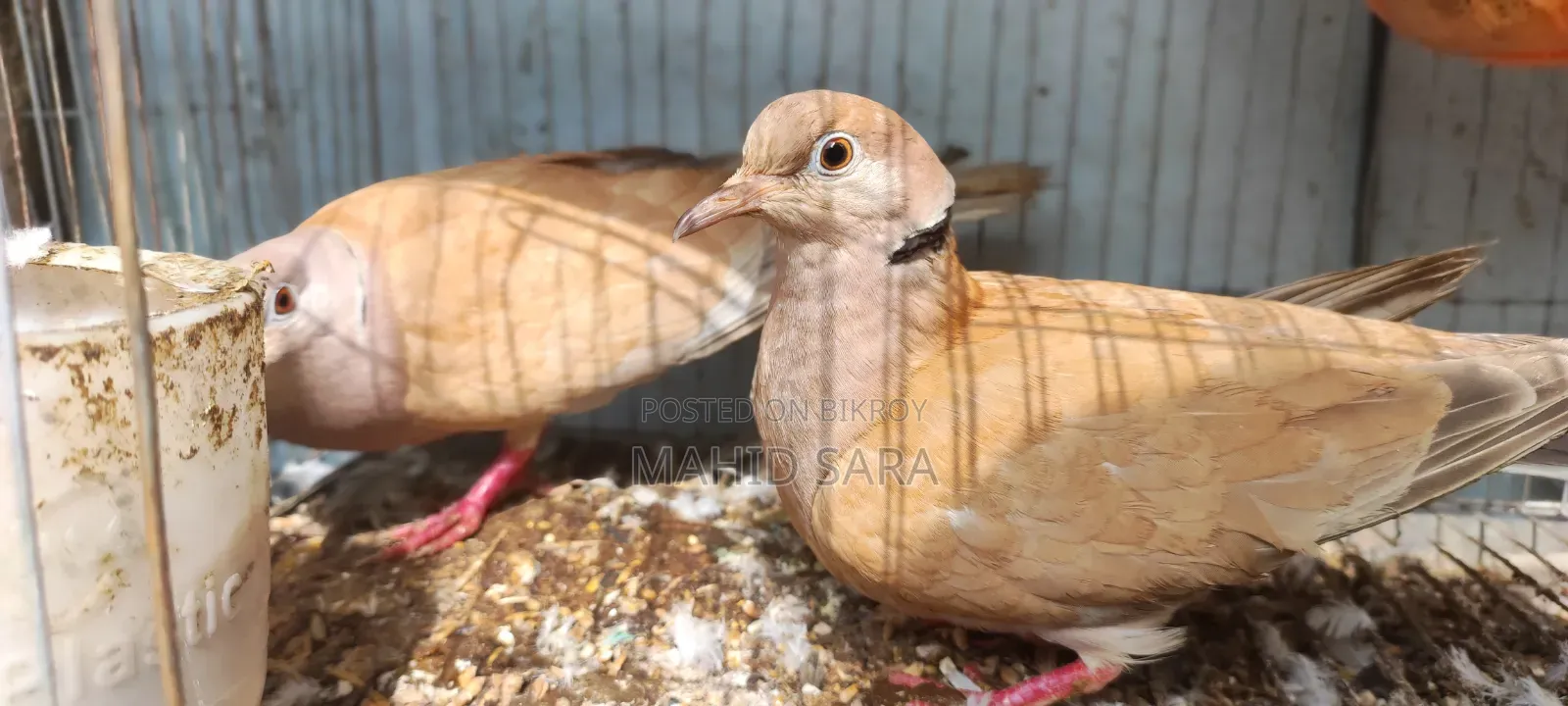 3 জোড়া বড় রানিং 2 জোড়া বাচ্চা ঘুঘু আছে