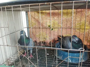 কবুতর ৩ তলা খাঁচা সহ
