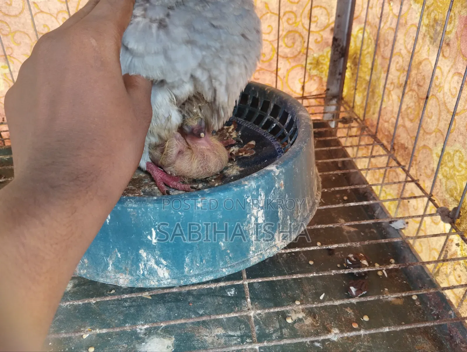 কবুতর ৩ তলা খাঁচা সহ