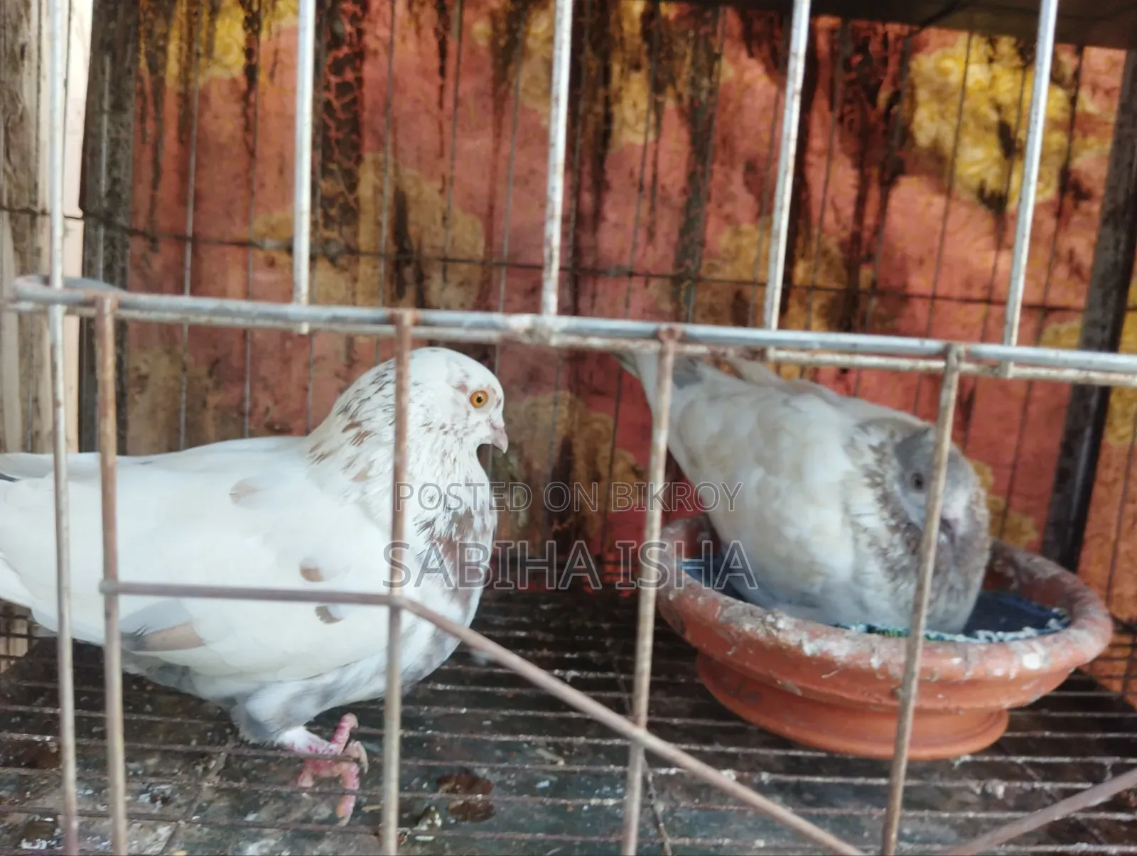 কবুতর ৩ তলা খাঁচা সহ