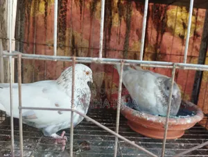কবুতর ৩ তলা খাঁচা সহ