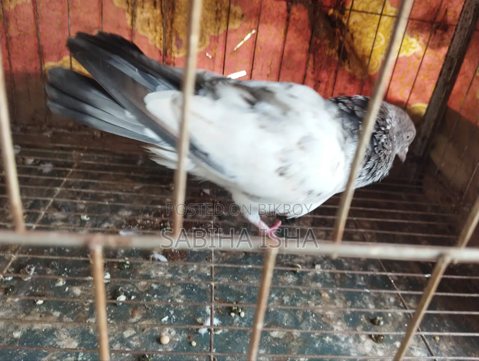 কবুতর ৩ তলা খাঁচা সহ