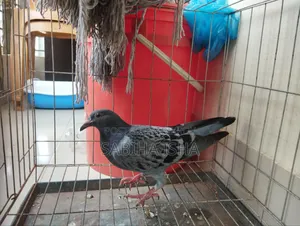 কবুতর ৩ তলা খাঁচা সহ