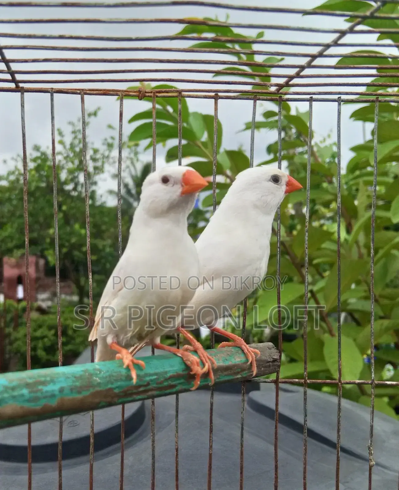 Snow White Finch