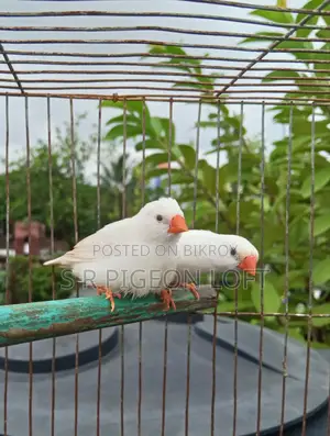Snow White Finch