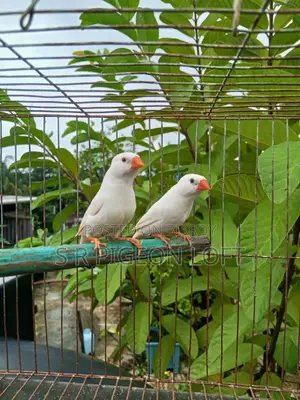 Snow White Finch