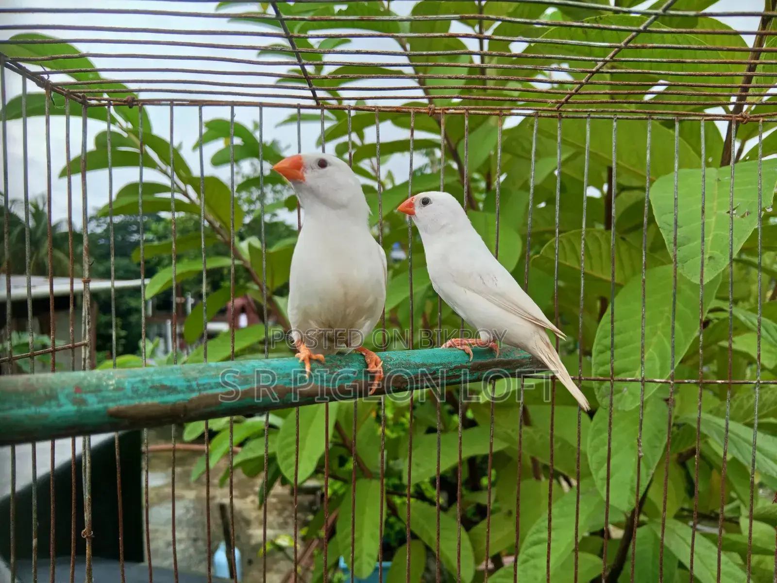 Snow White Finch