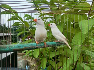 Snow White Finch