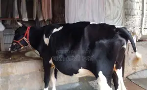 Cow number 1411 for sale, good breed.